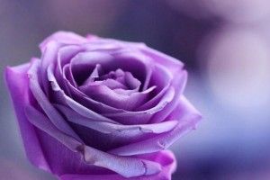 large Purple Rose Background 1920x1080 HD for mobile