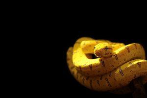 black and yellow background 1920x1200 for samsung