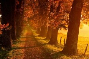 download Autumn Landscape Wallpaper 2560x1440