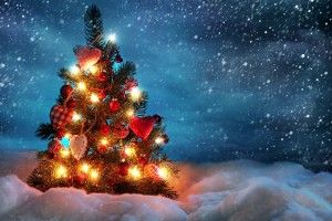 beautiful Christmas Trees Wallpaper 2560x1600 for 1080p
