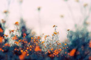 hd wallpapers for mac 1920x1080 htc