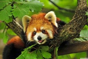 free Red Panda Background 2560x1440