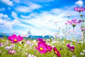 free summer backgrounds 2560x1600 for retina