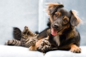 widescreen Dog and Cat Wallpaper 2560x1600 for macbook