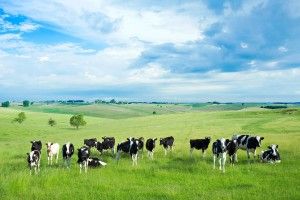 free download Cow Backgrounds 2048x1365