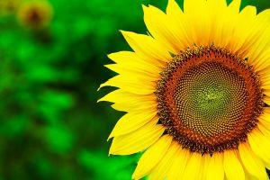vertical sunflower background 2048x1365 for iphone 5s