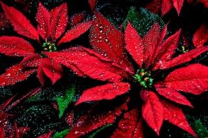 new Poinsettia Wallpaper 1920x1200 for Full HD