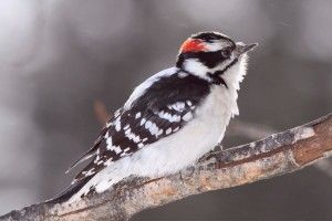 beautiful Woodpecker Wallpaper 1920x1080 720p