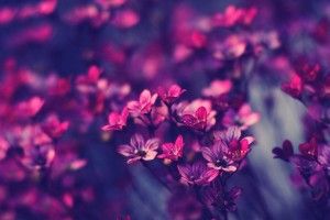 Purple Flowers Wallpaper 1920x1200 for android