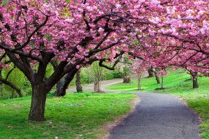 Nice Nature Wallpaper 2560x1600 for android