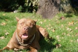popular Red Nose Pitbull Wallpaper 2711x1815 retina