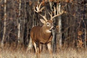 Buck Wallpapers 1920x1080 for macbook