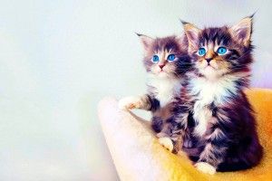 download free Cute Cat Backgrounds 2960x1850 windows xp