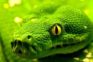 Snake Wallpapers 1920x1200 for 4K
