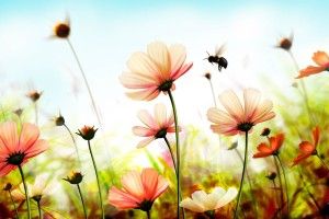 amazing Summer Flower Backgrounds 1920x1080 windows