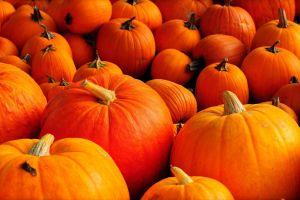 pumpkin background 1920x1200 Mobile