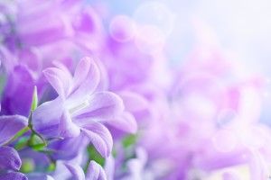 Purple Flower Backgrounds 2560x1600 for meizu