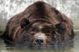 Wallpaper of Bears 2560x1600 for Full HD