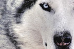 popular Husky Dog Wallpaper 1920x1080
