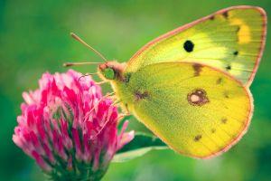 butterfly wallpaper 1920x1080 notebook