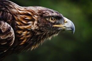 full size Golden Eagle Wallpaper 1920x1200