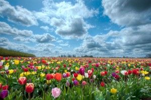 Flower Garden Background 2560x1600 for phones