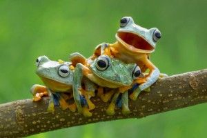 cool Frog Wallpaper 1920x1080