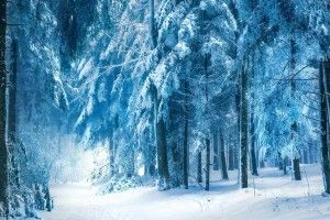 Snowy Forest Wallpaper 1920x1080 for hd 1080p