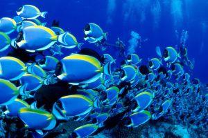 popular fish background 1920x1440 ipad retina