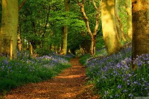 Spring Scenes Wallpaper 2560x1440 pictures