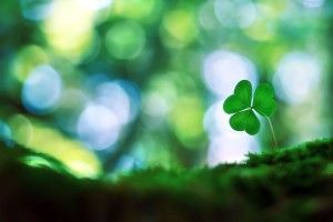 download Four Leaf Clover Wallpaper 1920x1200 windows 7