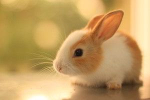 Cute Bunny Wallpapers 2880x1800 lockscreen