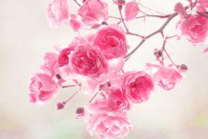 best flowers wallpapers 1920x1200 for htc