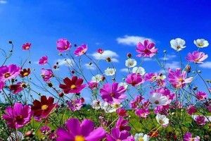 best Spring Flowers Background Desktop 1920x1080 download free