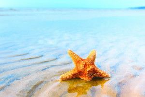 free download Starfish Backgrounds 1920x1080