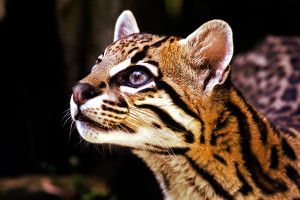 beautiful Ocelot Wallpaper 1920x1080 for android 5.0