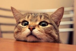 cool Funny Cats Wallpapers 1920x1200