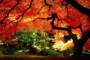 full size Fall Landscape Wallpaper 1920x1080 photos