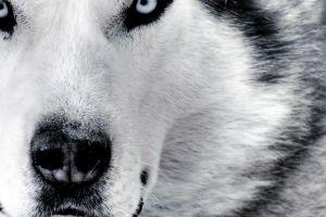 beautiful wolf backgrounds 2560x1600