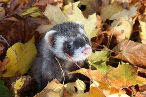 popular Ferret Wallpaper 1920x1080 for 4K monitor