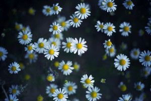 new Daisy Wallpaper 2560x1600 image