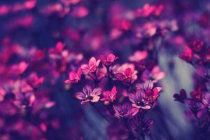 flower background tumblr 1920x1200 for xiaomi
