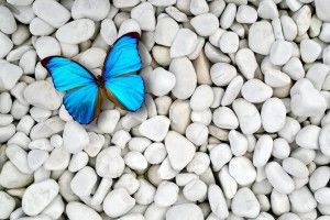 popular Blue Butterfly Wallpaper 2560x1920 for mobile hd