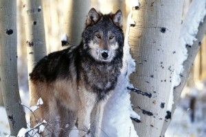 gorgerous Timber Wolf Wallpaper 1920x1200