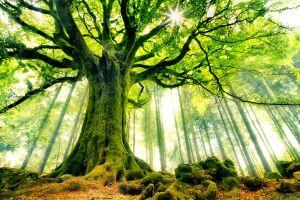download free tree background 1920x1200 for mac