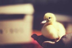 amazing Baby Duck Wallpaper 1920x1200 meizu