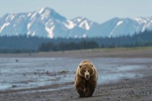 top Grizzly Bear Backgrounds 1920x1080