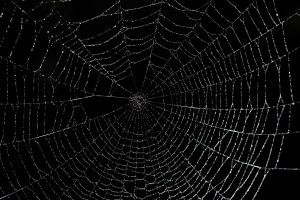 Spider Web Wallpaper 3200x2129 for android 4.0