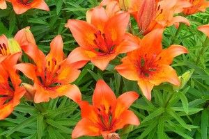 full size Tiger Lily Wallpaper 2560x1600 for iphone 5