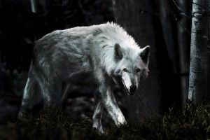 Dark Wolf Wallpaper 2494x1658 windows xp